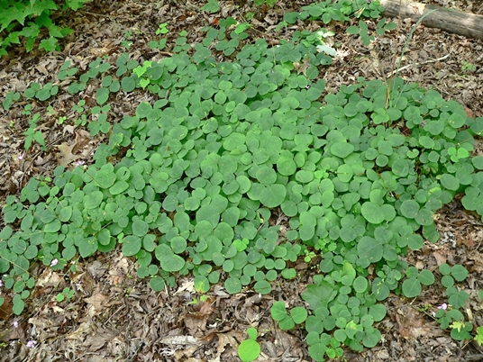 {Desmodium rotundifolium}
